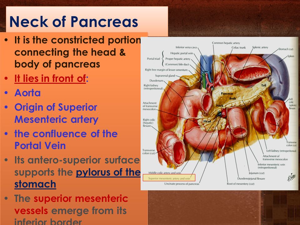 constricted,scratched neck of pancreas it is the constricted portion connecting