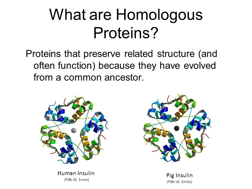 Insulin pdb