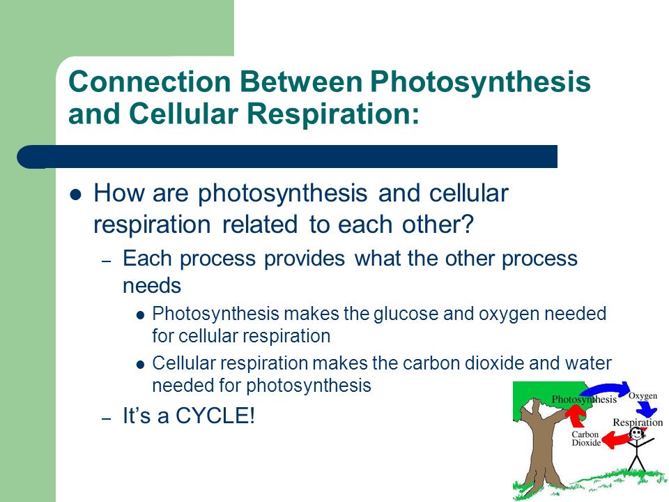 The Equations For Cellular Respiration And Photosynthesis Jennarocca How Do The Equations For Photosynthesis And Cellular Respiration