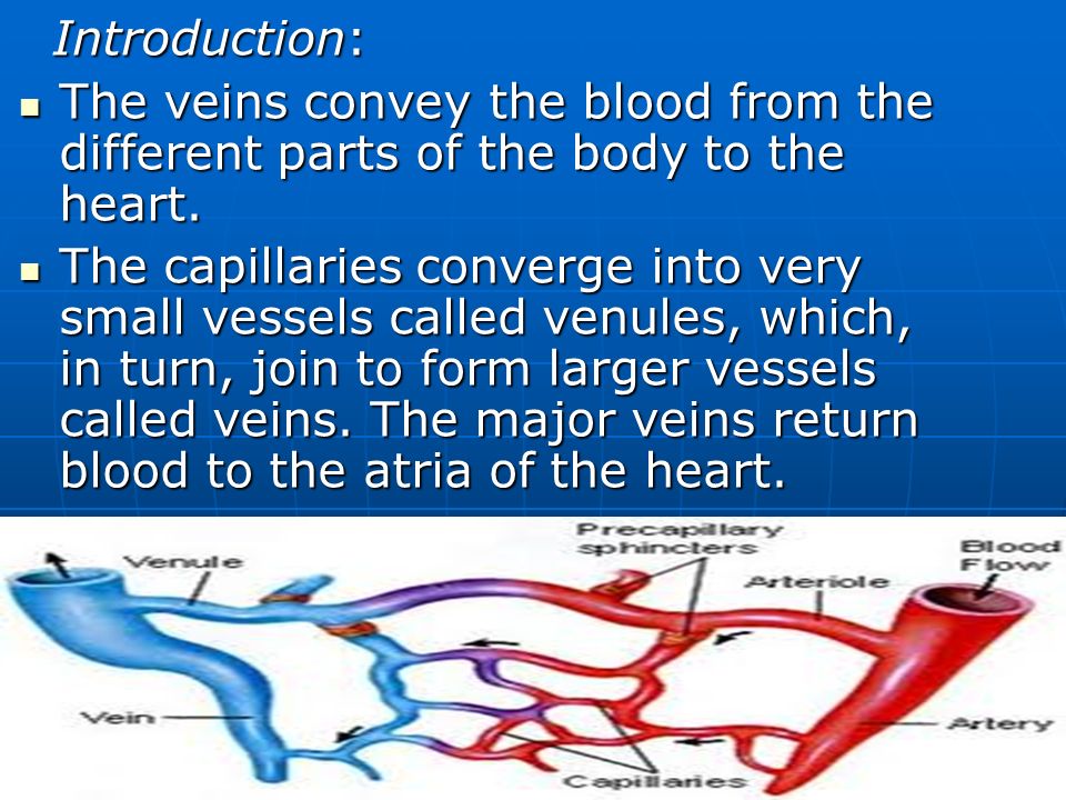 the veins dr pardeep kumar introduction introduction the veins very small vessels that collect blood from the capillaries and join to form veins are