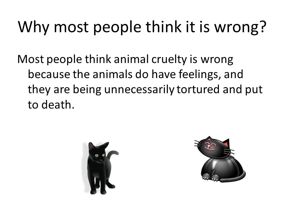 Essay On Animal Abuse