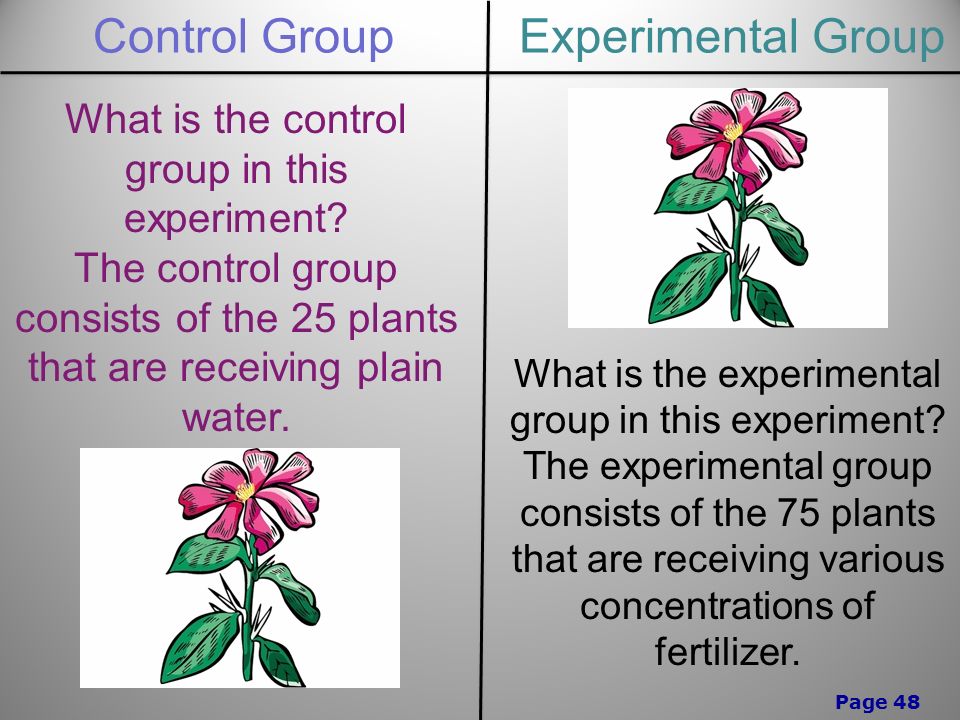 Page 48 Control GroupExperimental Group What is the control group in this experiment.