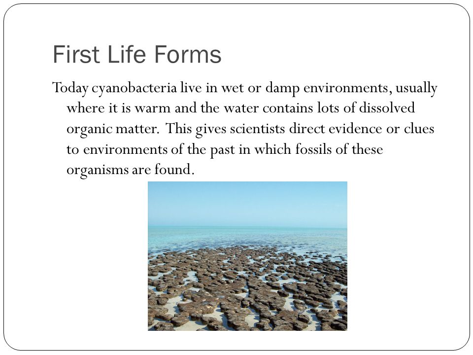 outcomes by the end of this topic you should be able to describe first life form