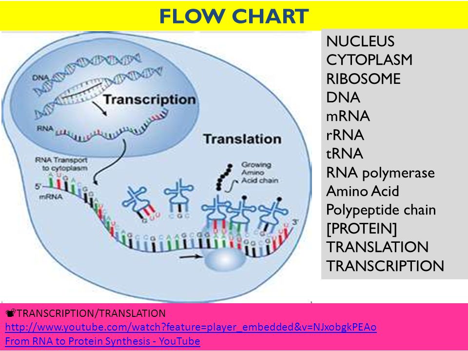 transcription chart