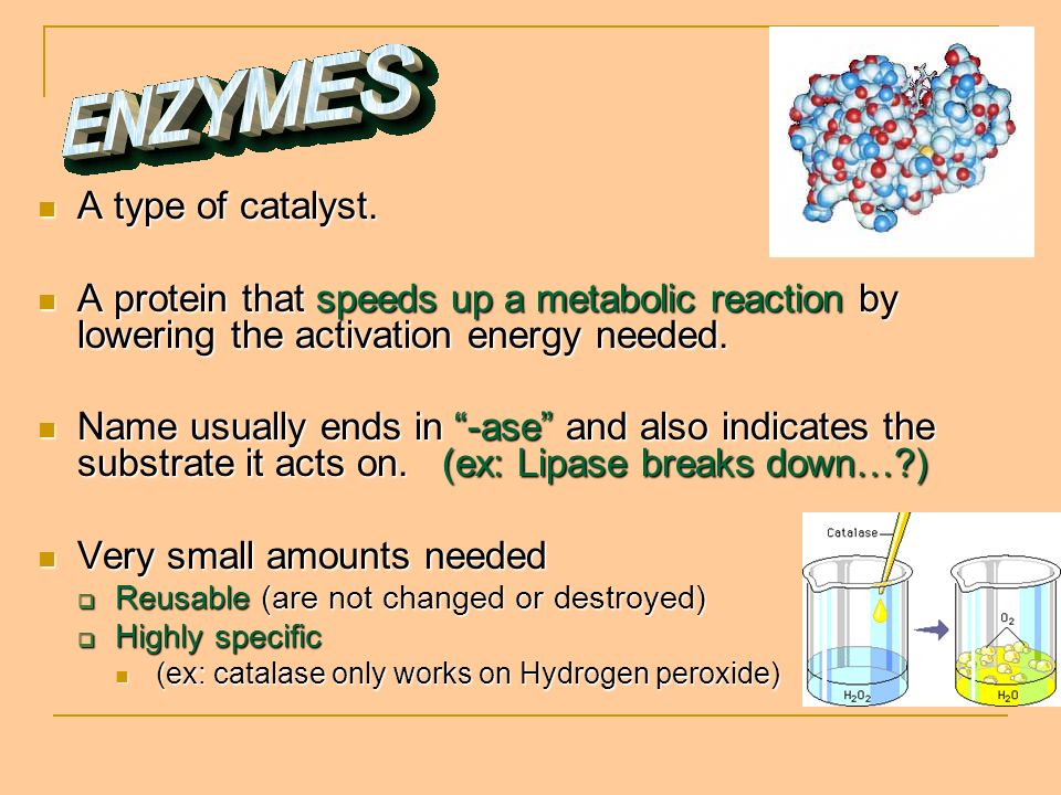 catalysts reduces the amount of activation energy needed for a how catalase works