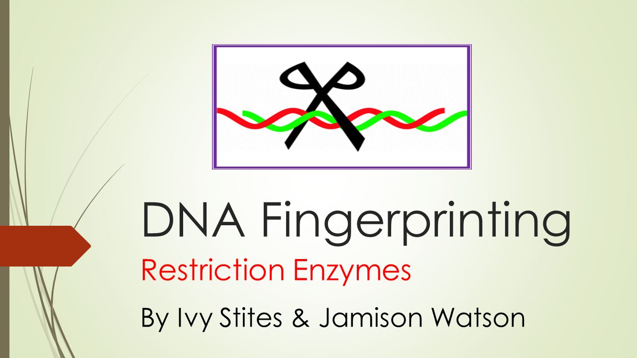 DNA Fingerprinting Restriction Enzymes By Ivy Stites & Jamison Watson