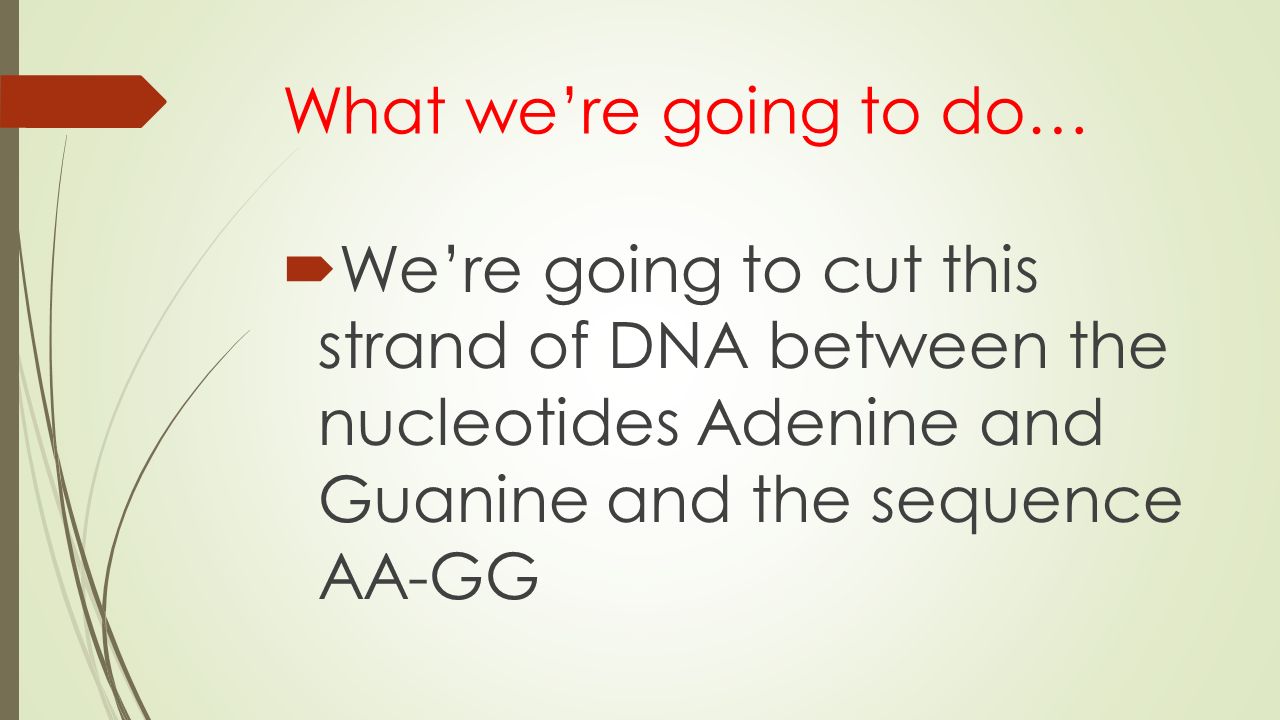 What we’re going to do…  We’re going to cut this strand of DNA between the nucleotides Adenine and Guanine and the sequence AA-GG