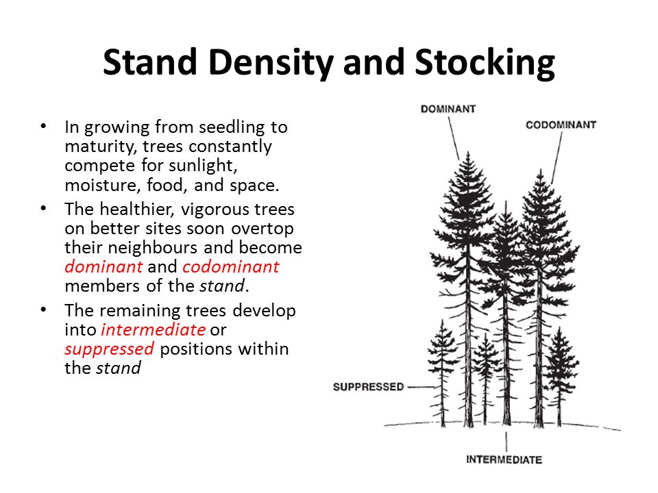 stand competition determines how different