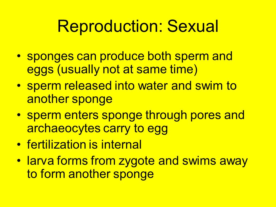Reproduction: Sexual sponges can produce both sperm and eggs (usually not at same time) sperm released into water and swim to another sponge sperm enters sponge through pores and archaeocytes carry to egg fertilization is internal larva forms from zygote and swims away to form another sponge