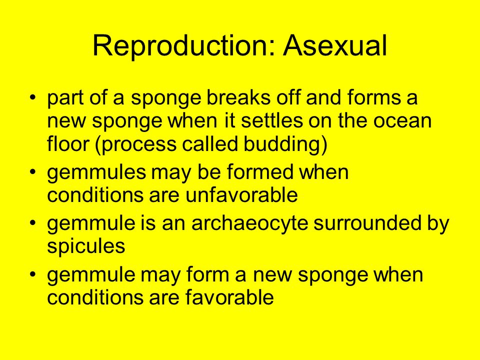 Reproduction: Asexual part of a sponge breaks off and forms a new sponge when it settles on the ocean floor (process called budding) gemmules may be formed when conditions are unfavorable gemmule is an archaeocyte surrounded by spicules gemmule may form a new sponge when conditions are favorable