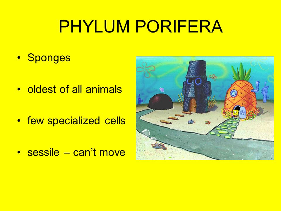 PHYLUM PORIFERA Sponges oldest of all animals few specialized cells sessile – can’t move