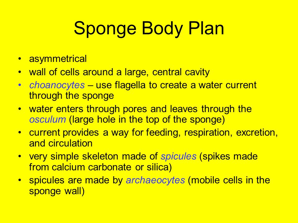 Sponge Body Plan asymmetrical wall of cells around a large, central cavity choanocytes – use flagella to create a water current through the sponge water enters through pores and leaves through the osculum (large hole in the top of the sponge) current provides a way for feeding, respiration, excretion, and circulation very simple skeleton made of spicules (spikes made from calcium carbonate or silica) spicules are made by archaeocytes (mobile cells in the sponge wall)