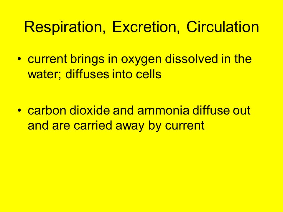 Respiration, Excretion, Circulation current brings in oxygen dissolved in the water; diffuses into cells carbon dioxide and ammonia diffuse out and are carried away by current