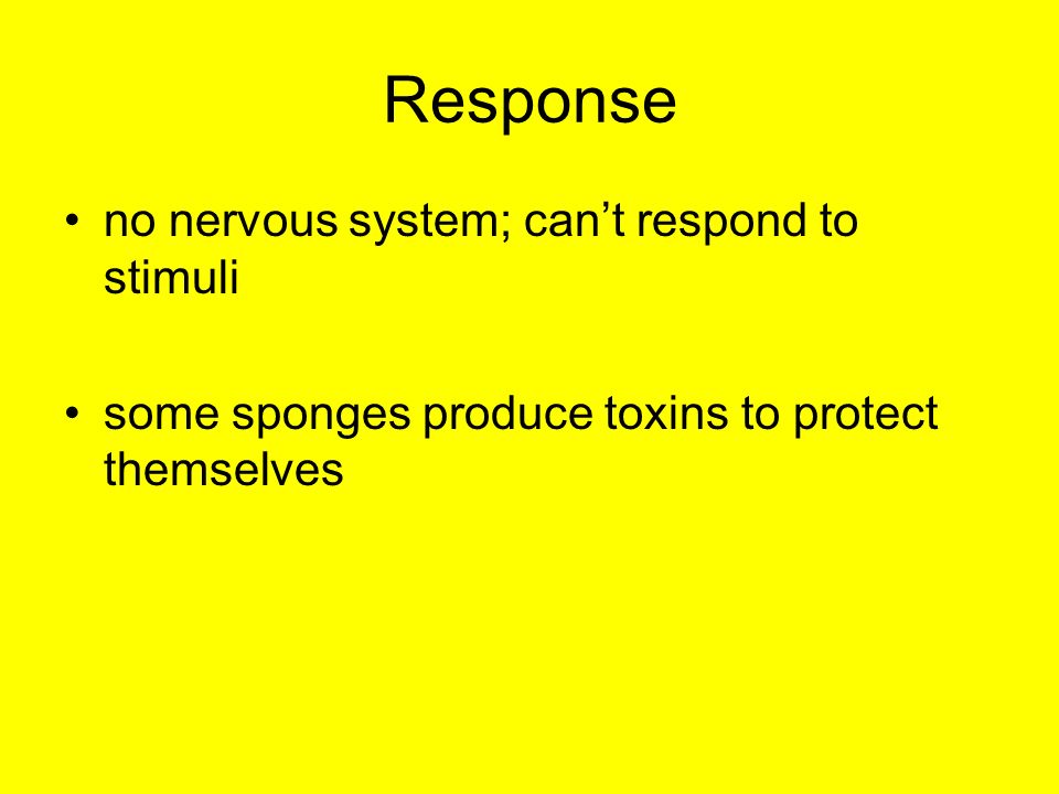 Response no nervous system; can’t respond to stimuli some sponges produce toxins to protect themselves