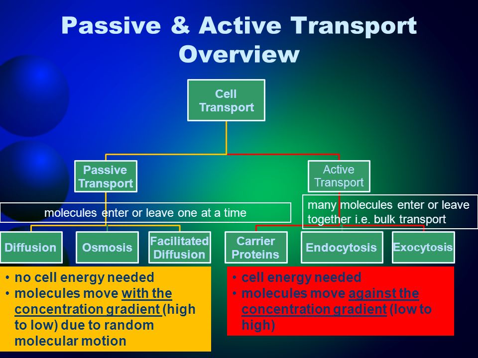 refer to activity 5 simulating active transport which carrier proteins affect na transport Activity 5: simulating active transport lab of glucose carriers will affect the transport of sodium no na+ transport because in order for na+k+ pump. refer to activity 5 simulating active transport which carrier proteins affect na transport Activity 5: simulating active transport lab of glucose carriers will affect the transport of sodium no na+ transport because in order for na+k+ pump.
