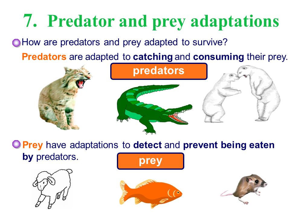 the relationship between predators and their prey the relationship between predators and their prey