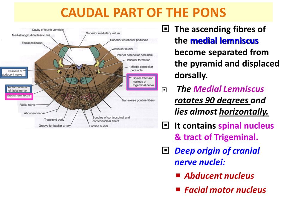 external features of pons pons