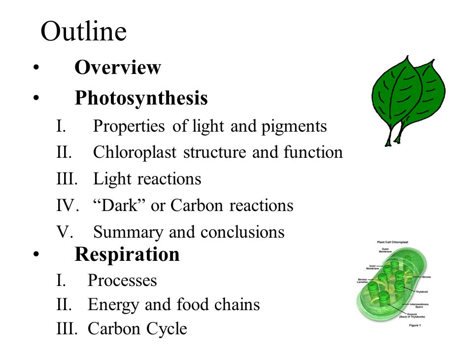 an overview of photosynthesis and chloroplast an overview of photosynthesis and chloroplast