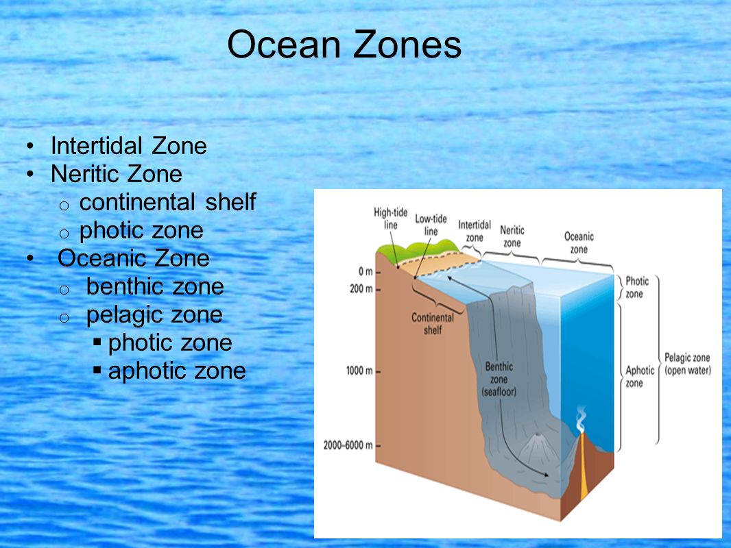 neritic zone Some plants that live in the neritic zone include kelp, coral, algae, seaweed, seagrass and phytoplankton the neritic zone is considered the forest of the ocean because it contains a wide array of. neritic zone Some plants that live in the neritic zone include kelp, coral, algae, seaweed, seagrass and phytoplankton the neritic zone is considered the forest of the ocean because it contains a wide array of.