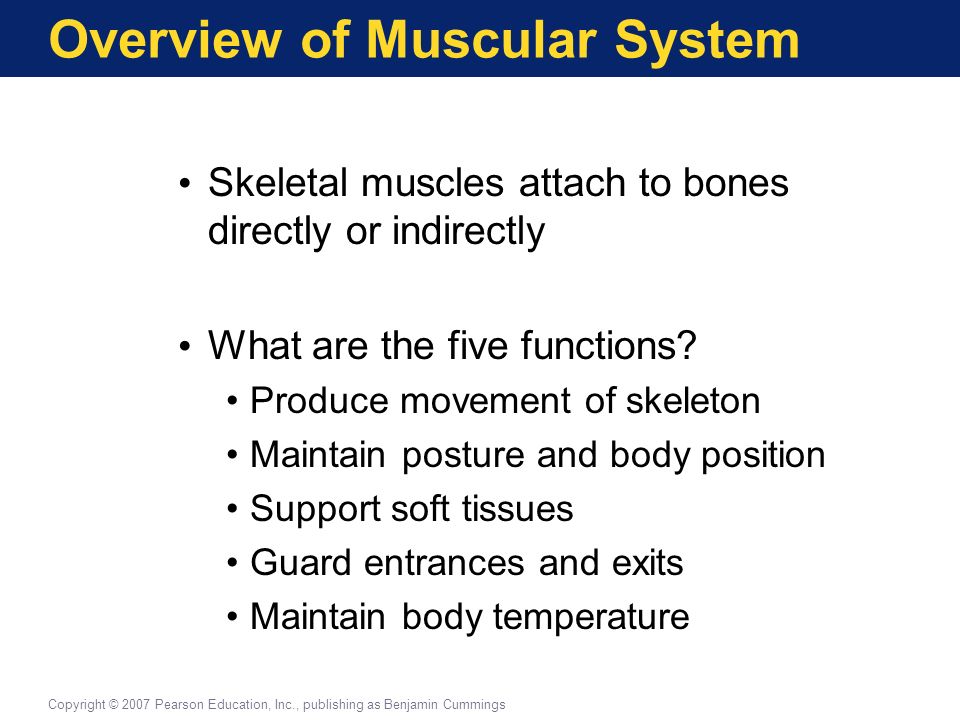 overview of the skeletal system overview of the skeletal system