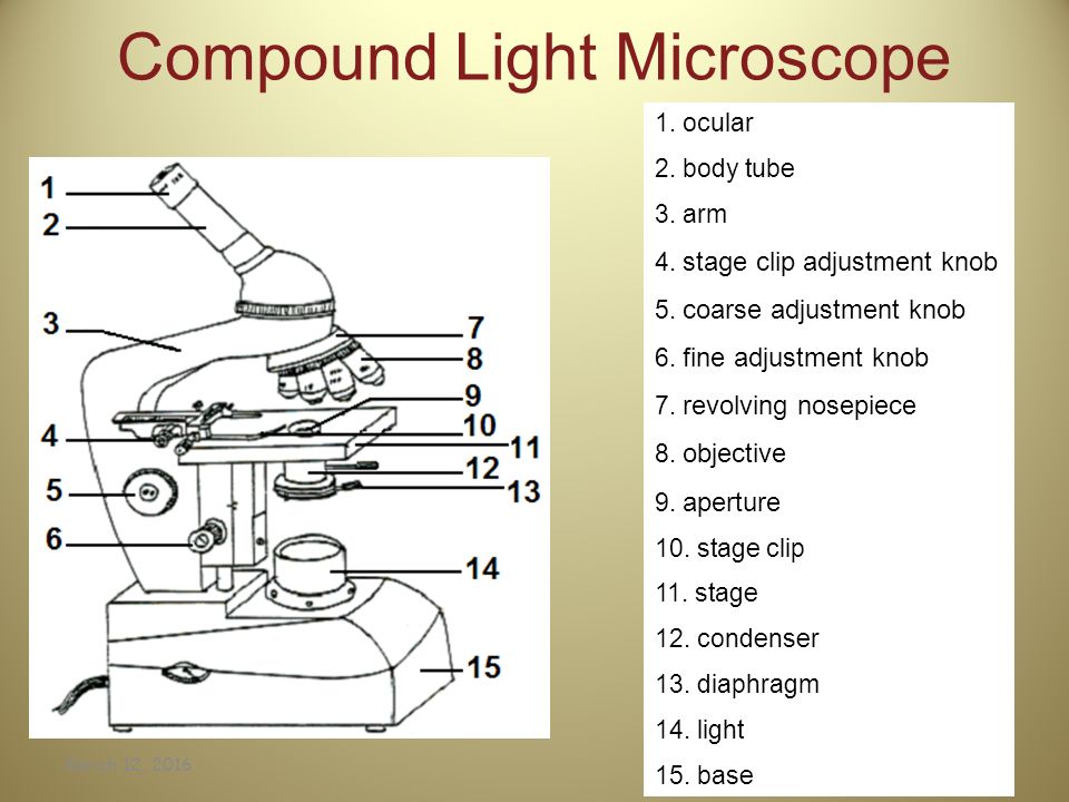 Pictures Compound Microscope Worksheet Beatlogcarnival The Compound Microscope Worksheet Delibertad