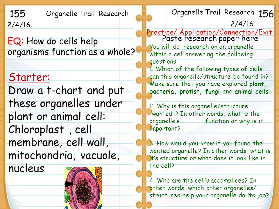 plant and animal cells research paper Plant and animal cells essays: over 180,000 plant and animal cells essays, plant and animal cells term papers, plant and animal cells research paper, book reports 184 990 essays, term and research papers available for unlimited access. plant and animal cells research paper Plant and animal cells essays: over 180,000 plant and animal cells essays, plant and animal cells term papers, plant and animal cells research paper, book reports 184 990 essays, term and research papers available for unlimited access.