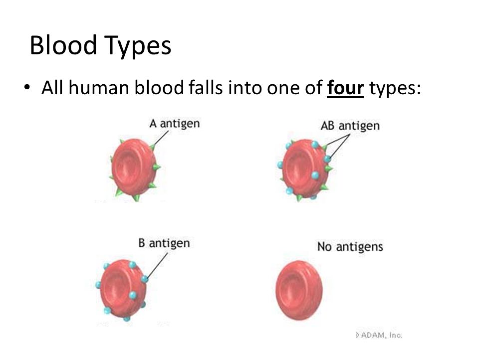 an essay on blood transfusion and blood types Blood types depend on what they contain, and they are inherited from parents it is vital to know a person's blood type if they need a transfusion. an essay on blood transfusion and blood types Blood types depend on what they contain, and they are inherited from parents it is vital to know a person's blood type if they need a transfusion.
