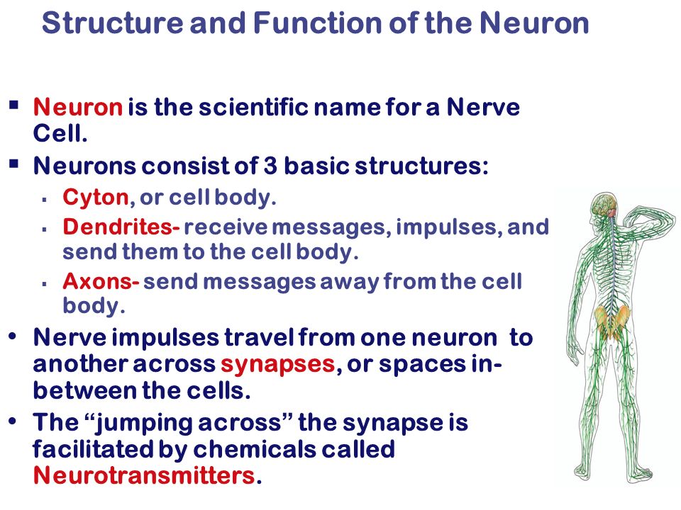 nervous system science report Experim gross anatomy of the central nervous system gross anatomy of the central nervous system laszlo vass, edd version 42-0011-00-01 l ab report. nervous system science report Experim gross anatomy of the central nervous system gross anatomy of the central nervous system laszlo vass, edd version 42-0011-00-01 l ab report.