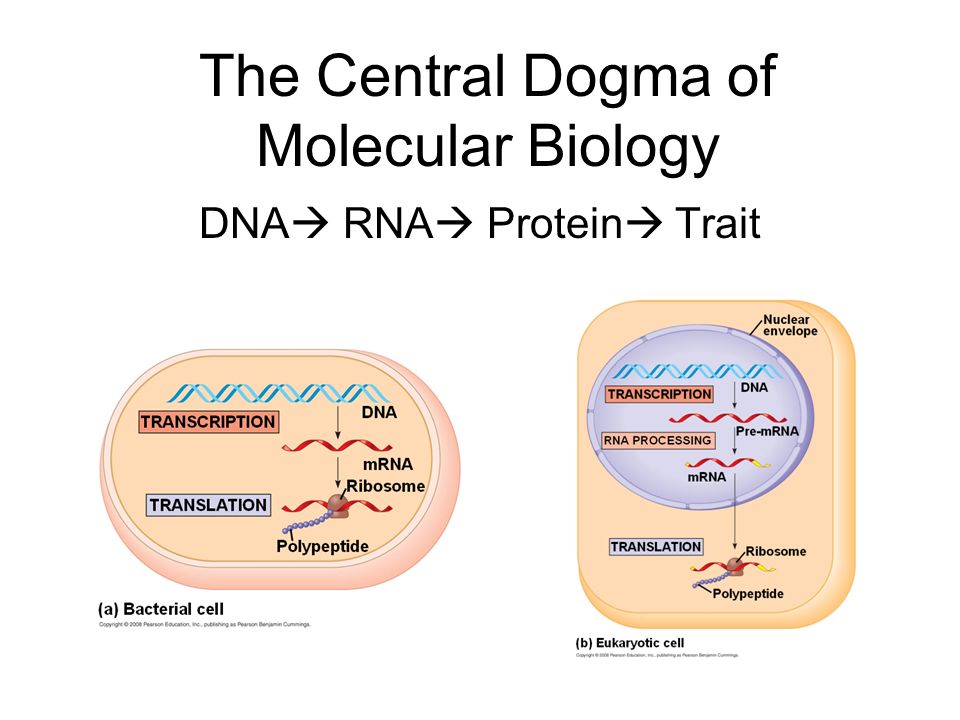 central dogma