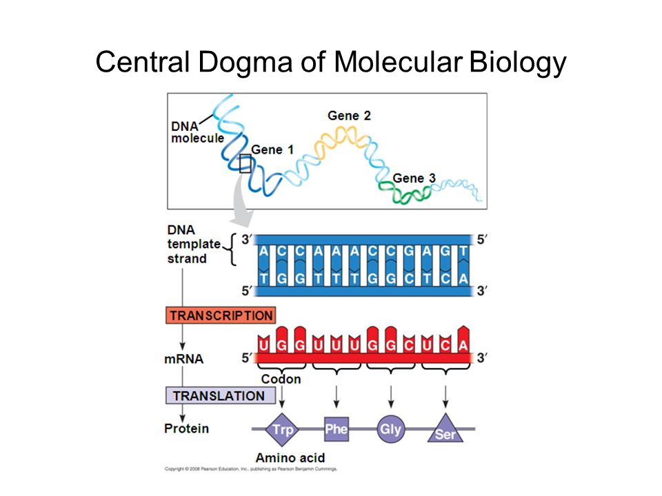 the central dogma of molecular biology dna rna protein the central dogma of molecular biology dna rna protein, Presentation templates