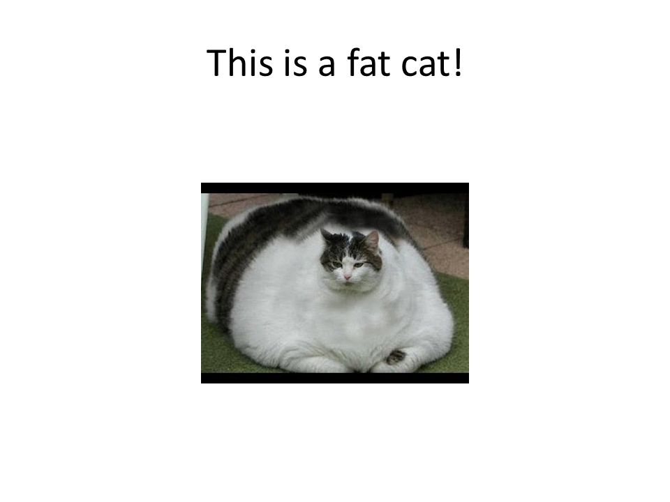This is a fat cat!