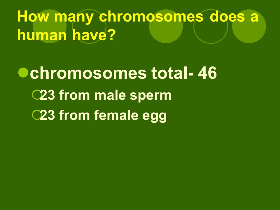 How many chromosomes does a human have.