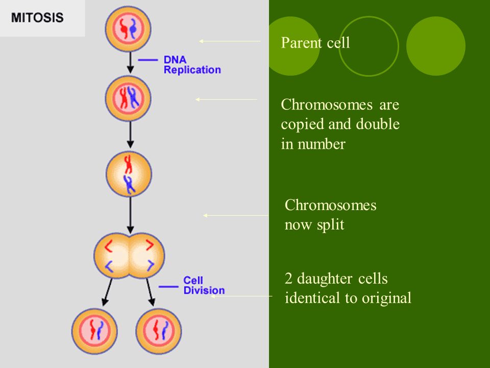 2 daughter cells identical to original Parent cell Chromosomes are copied and double in number Chromosomes now split