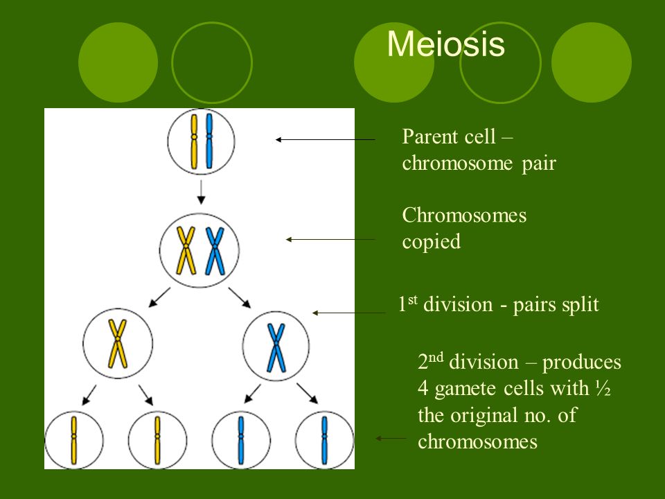 Meiosis Parent cell – chromosome pair Chromosomes copied 1 st division - pairs split 2 nd division – produces 4 gamete cells with ½ the original no.