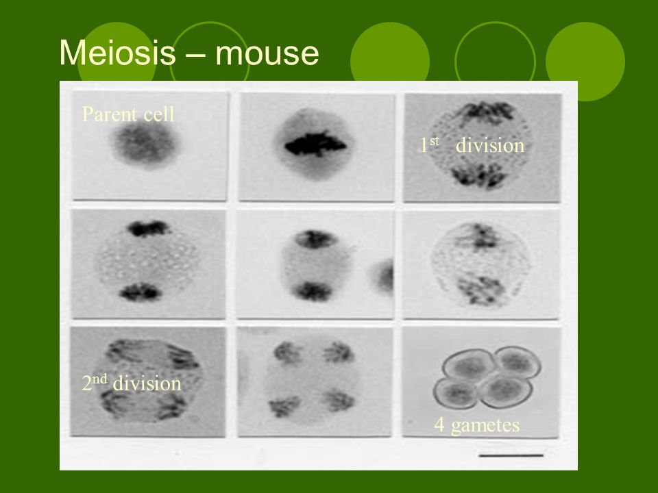Meiosis – mouse Parent cell 4 gametes 1 st division 2 nd division
