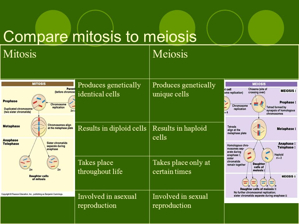 MitosisMeiosis Produces genetically identical cells Produces genetically unique cells Results in diploid cellsResults in haploid cells Takes place throughout life Takes place only at certain times Involved in asexual reproduction Involved in sexual reproduction Compare mitosis to meiosis