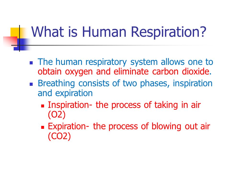 respiratory system powerpoint