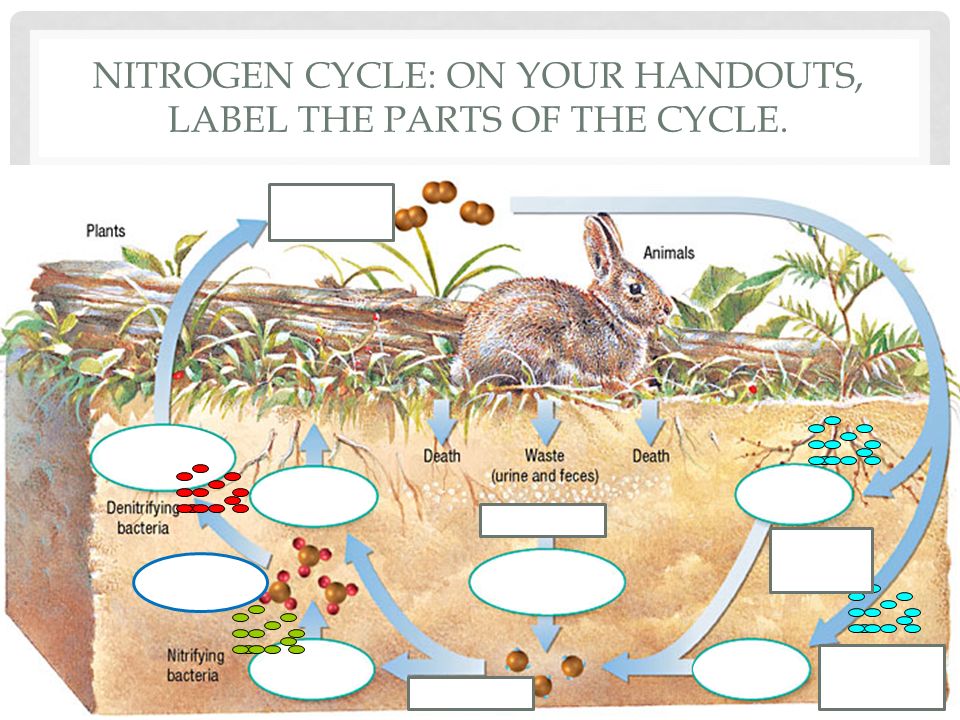 Nitrogen Cycle Diagram To Label Objectives Summarize The Steps Of Water Cycle In A Diagram