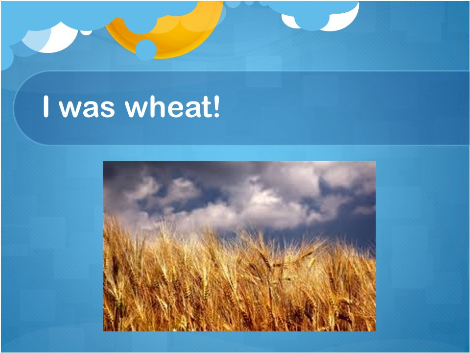 Where does wheat come from?