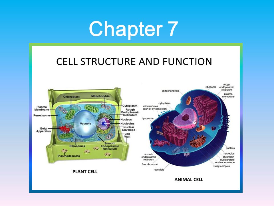 the discovery and news about the cell nucleus the discovery and news about the cell nucleus