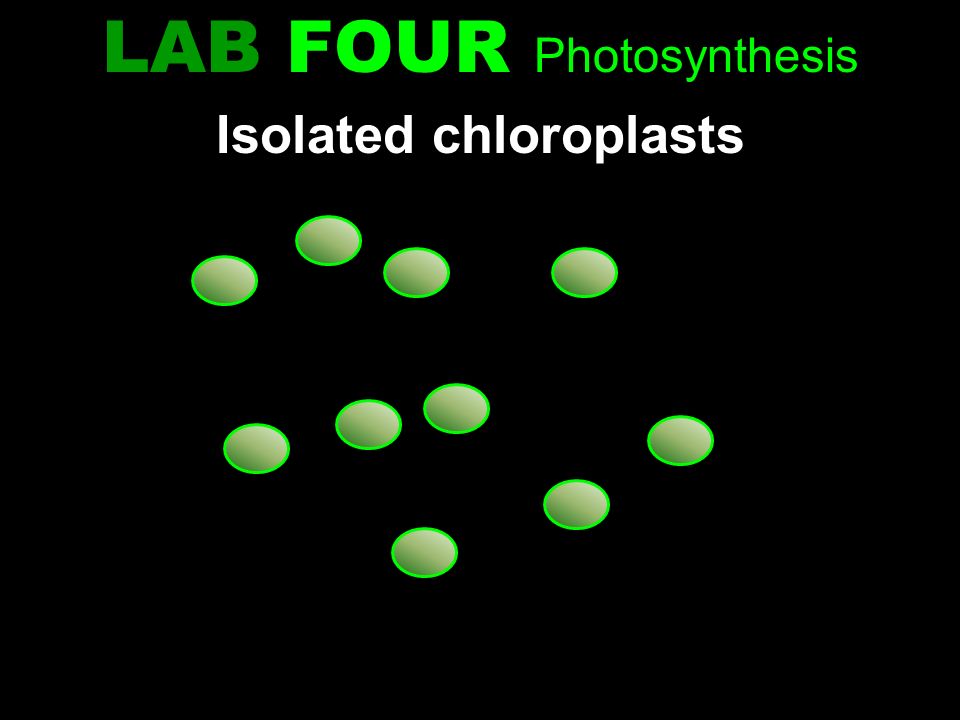biology photosynthesis lab biology photosynthesis lab