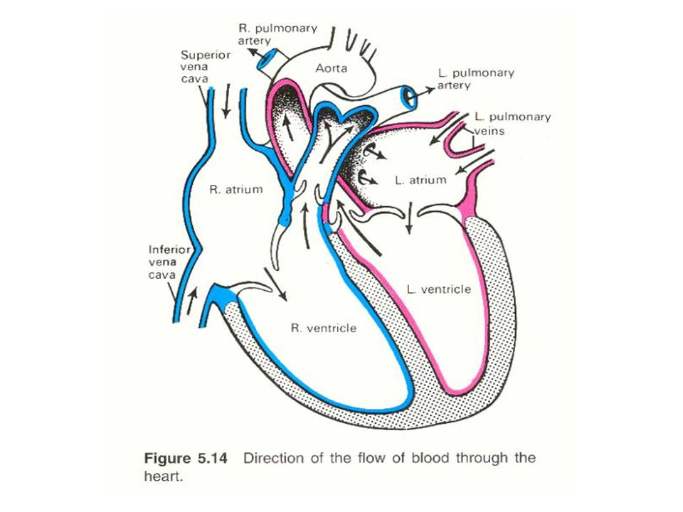 Heart Diagram Worksheet High School A Look At The Human Heart Diagram Worksheet High School