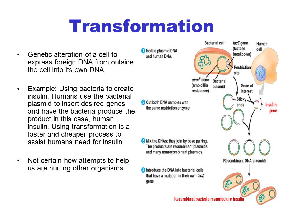 the issues of the genetic engineering and the alteration of the structure An organism through the alteration of its genetic likely not see any issues with the genetic engineering of and genetic choice designer babies. the issues of the genetic engineering and the alteration of the structure An organism through the alteration of its genetic likely not see any issues with the genetic engineering of and genetic choice designer babies.