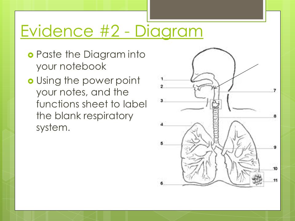 Essay questions on respiratory system