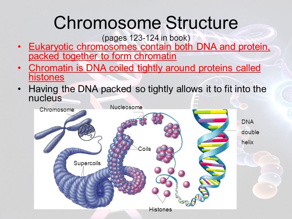 chromosomes dna replication memory refresher what is dna in the nucleus dna is wrapped around to form