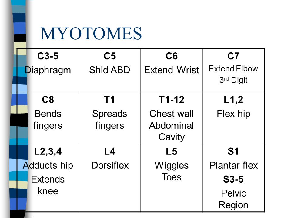 myotomes and dermatomes rome fontanacountryinn com myotomes and dermatomes