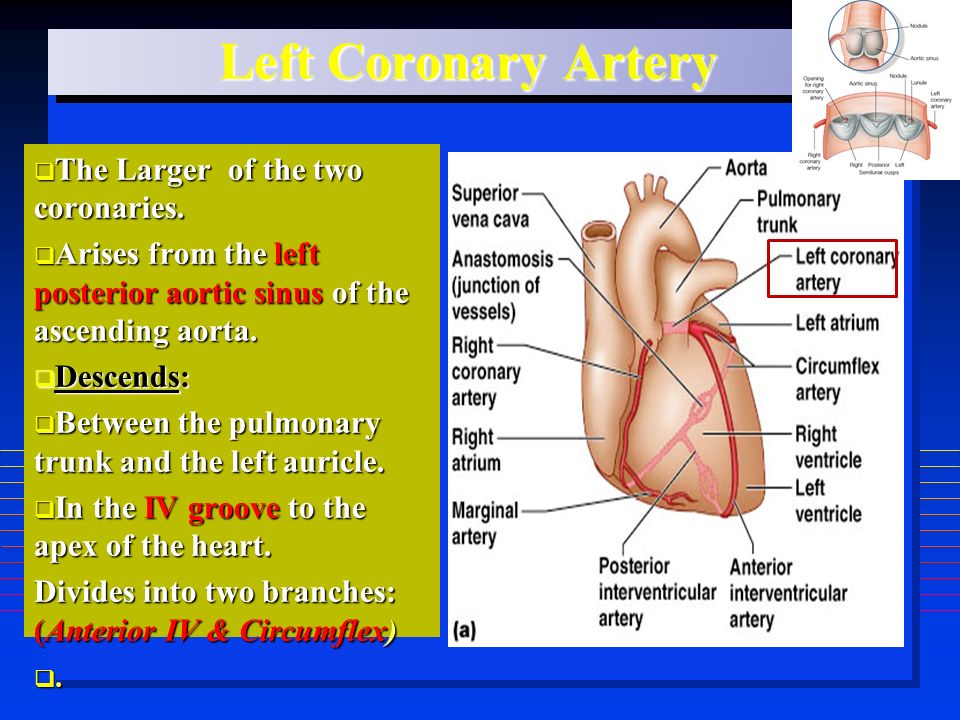 Left Coronary Artery  The Larger of the two coronaries.