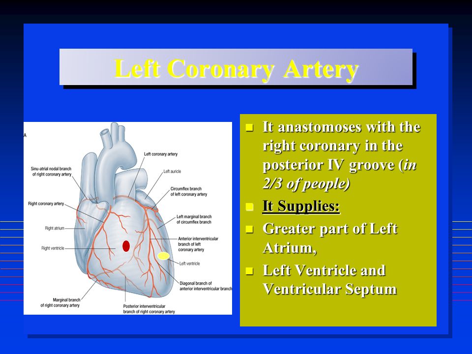 Left Coronary Artery It anastomoses with the right coronary in the posterior IV groove (in 2/3 of people) It anastomoses with the right coronary in the posterior IV groove (in 2/3 of people) It Supplies: It Supplies: Greater part of Left Atrium, Greater part of Left Atrium, Left Ventricle and Ventricular Septum Left Ventricle and Ventricular Septum