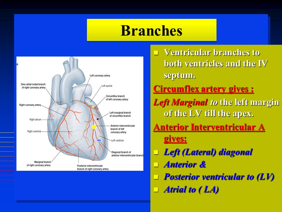 Ventricular branches to both ventricles and the IV septum.