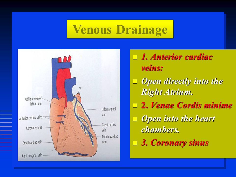 1. Anterior cardiac veins: 1. Anterior cardiac veins: Open directly into the Right Atrium.